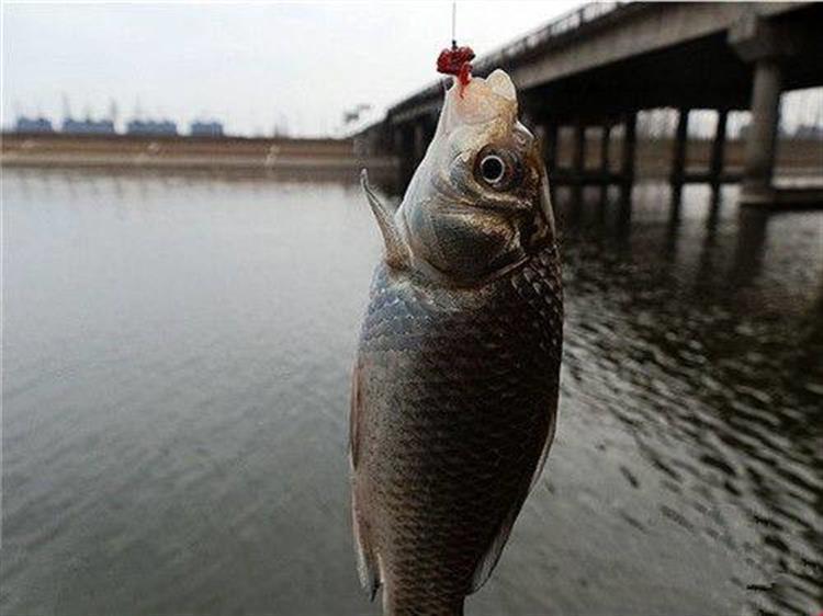 调3钓2出顿口不中鱼,调底钓高顶漂为什么不中鱼