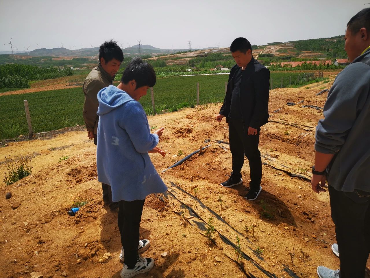 茶叶炭疽病防治知识讲座,茶叶炭疽病