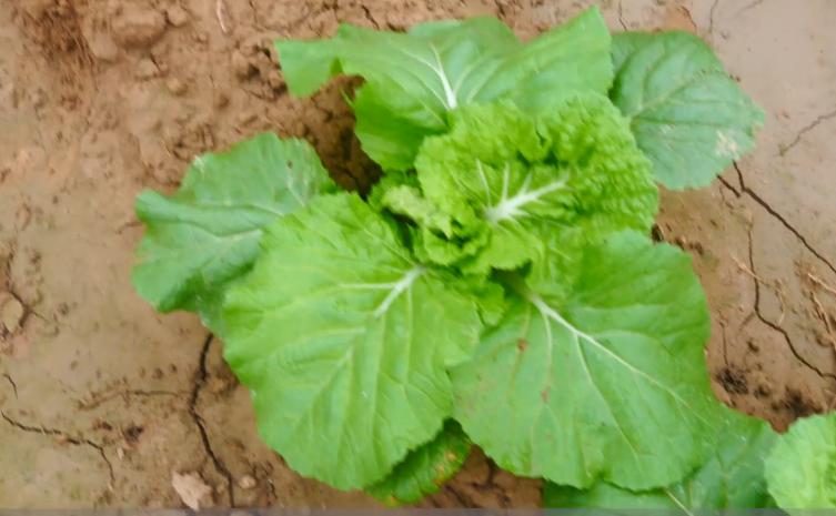 白菜幼苗怎么处理,白菜黄叶小妙招治疗