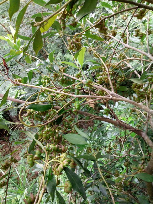 八角的香气是香料中最霸气的,八角和什么香料都具有芳香的气味