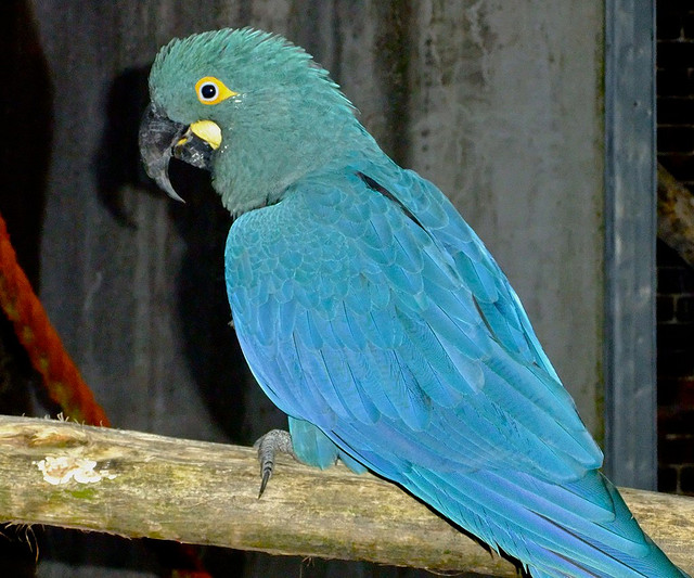 最大的野生金刚鹦鹉,世界上最有名金刚鹦鹉