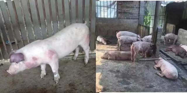 《抗非瘟战略如何布置，分期治疗是关键》——深度剖析