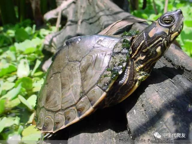 地图龟成体样子,地图龟种类及图解