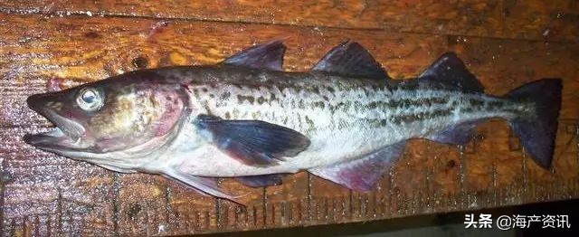 真鳕鱼科普,真鳕银鳕黑鳕鱼