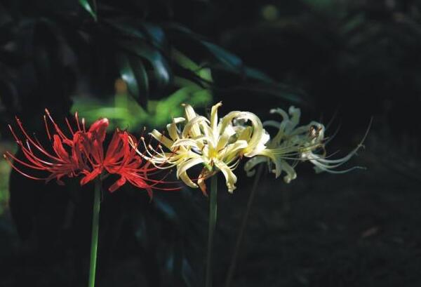 曼陀罗华与曼珠沙华是彼岸花吗 (曼陀罗华是白色的彼岸花吗)