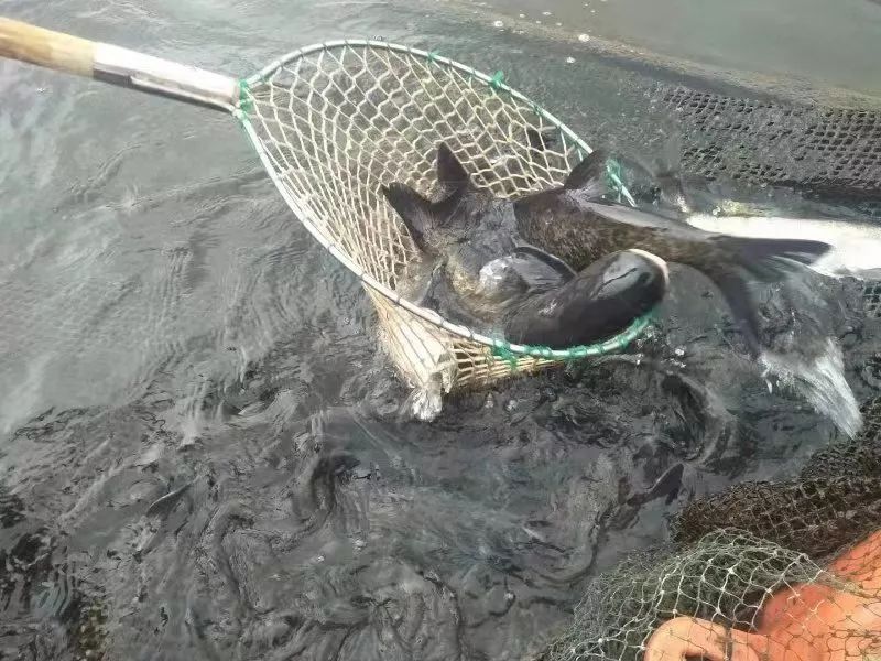 老阿里亏300万做餐饮：6分真材实料，3分火候工序到，只有1分窍