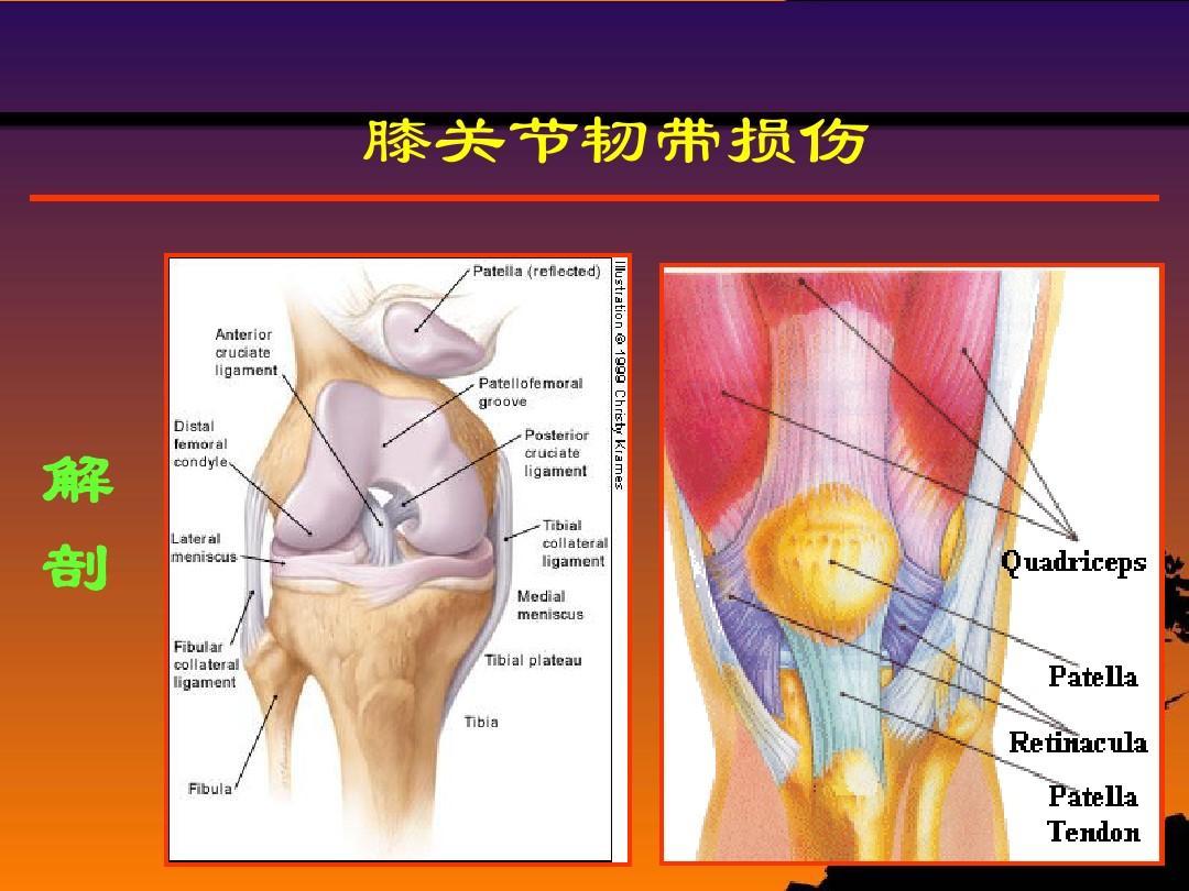 内侧副韧带损伤导致膝盖不能弯曲,膝关节外侧副韧带损伤不能伸直