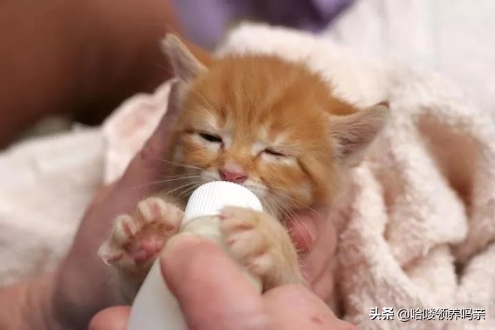猫咪乳糖不耐受吃什么猫粮,猫咪不爱喝奶该如何解决
