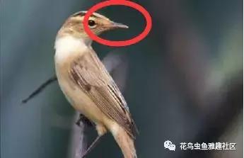 小鸟如何开食,鸟怎么开食算成功