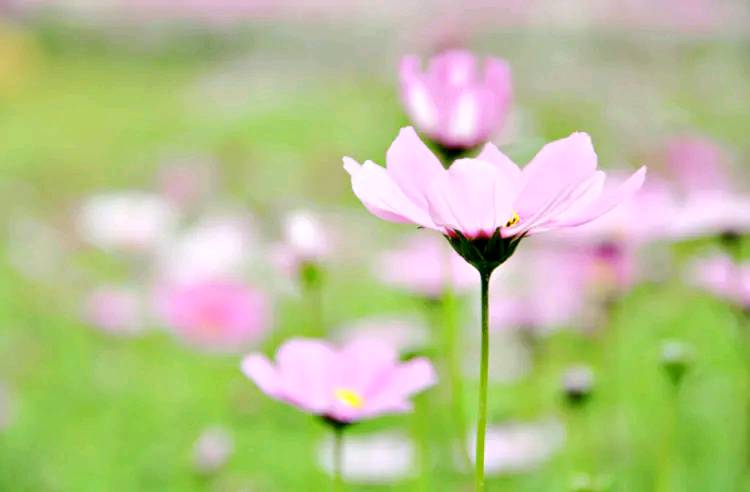 努力是一种心态与年龄无关壁纸,爱美是一种生活态度与年龄无关