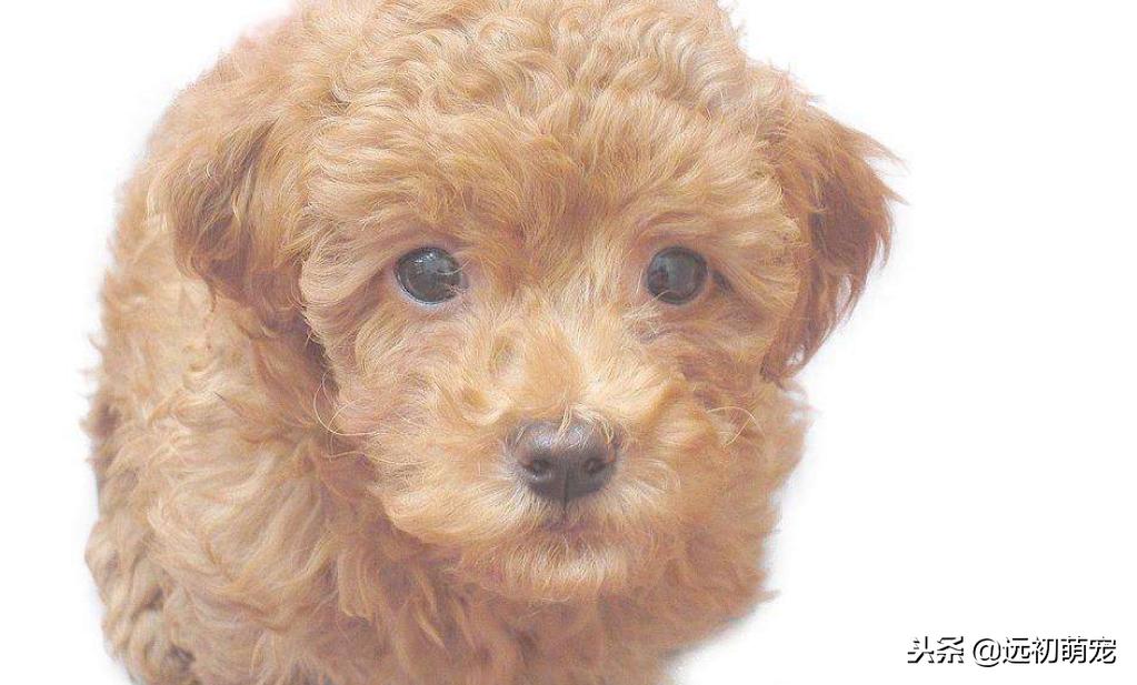 流浪宠物小泰迪怎么养好,一只小泰迪的乐趣