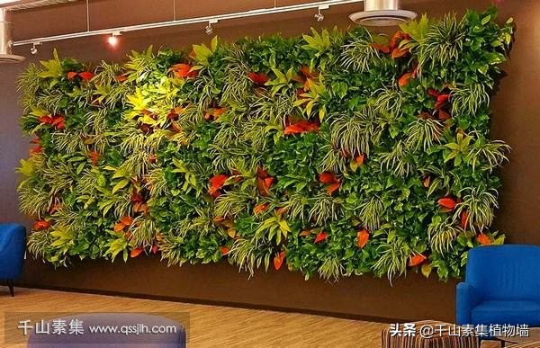 墙转角放什么植物比较好,室内风水招财植物及图片