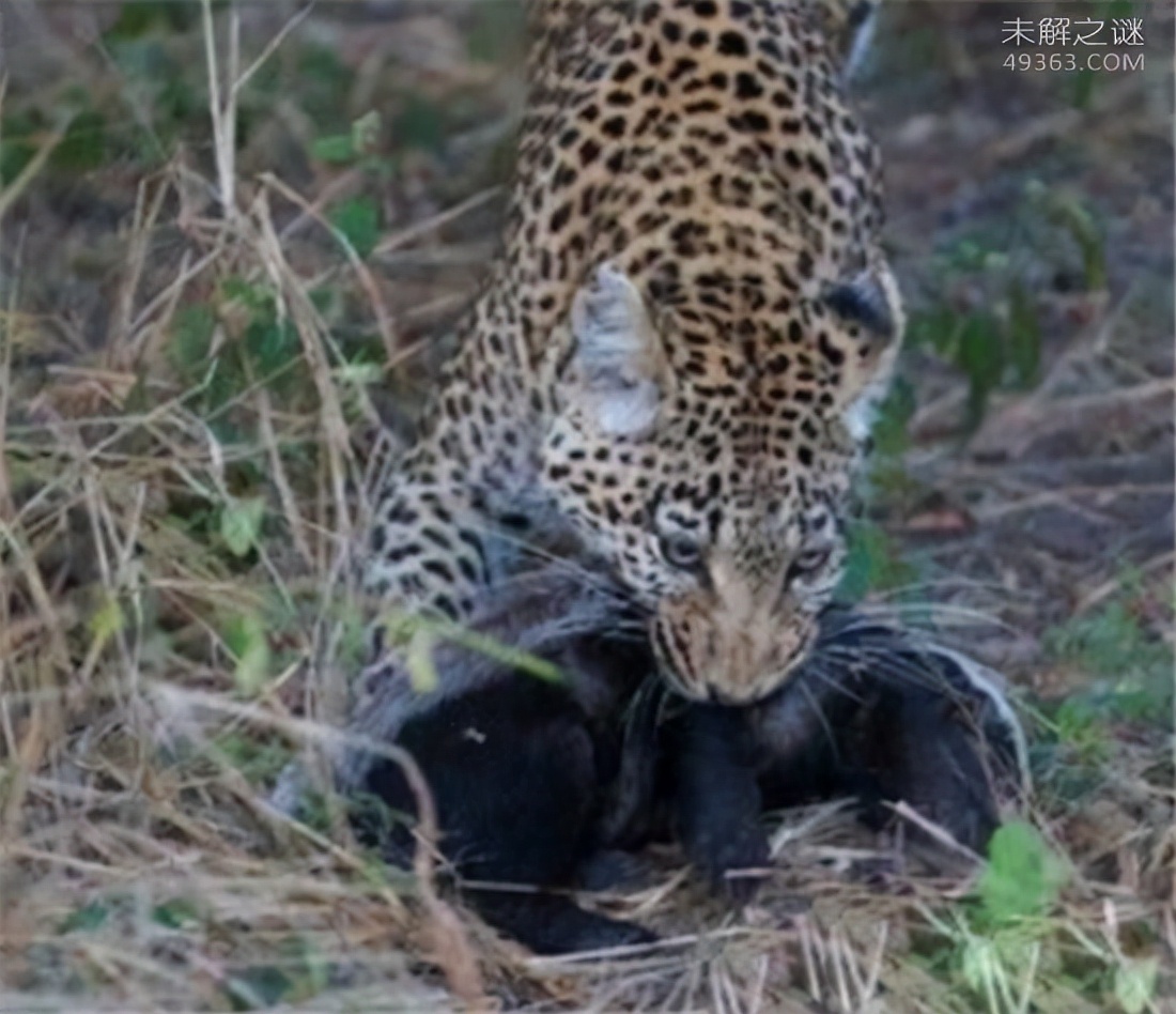 平头哥蜜獾哪个国家让养,为什么蜜獾被称为平头哥