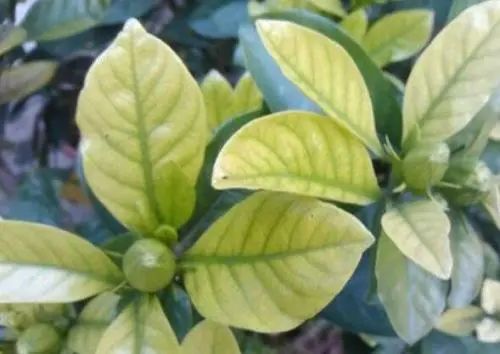 盆栽栀子花叶子发黄是什么原因,栀子花叶子发黄用白醋兑水可以吗
