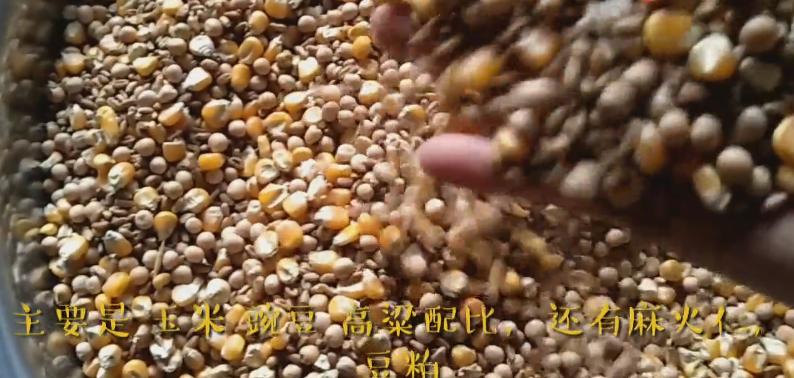 新手养鸽怕鸽子飞掉怎么办,鸽子吃食太浪费咋办