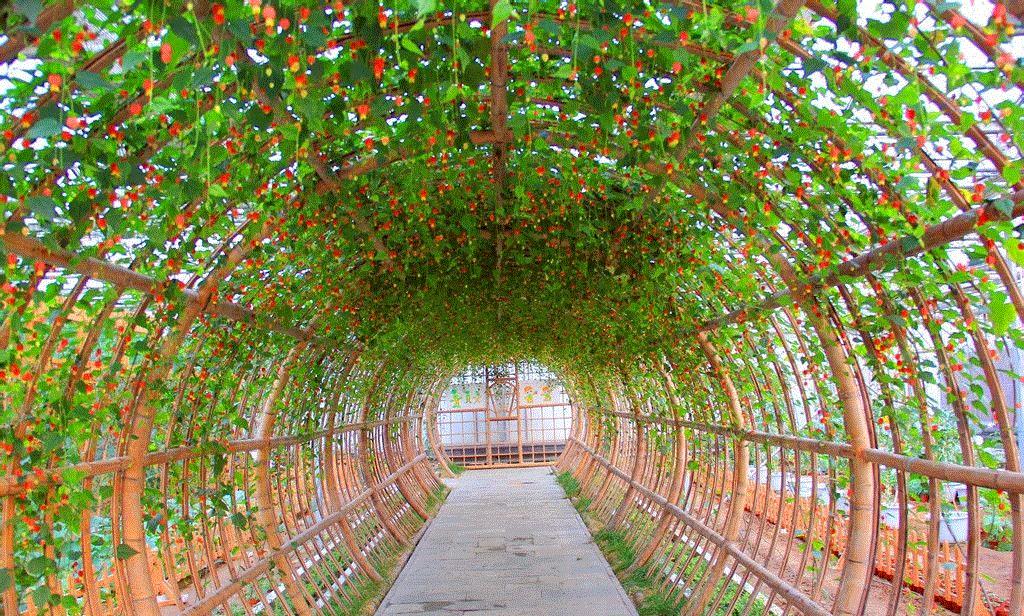 蔓性风铃花开花颜色变淡,蔓性风铃花几年开花