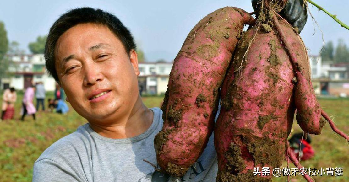红薯高产秘诀均匀膨大产量高,红薯高产技术助农增产增收