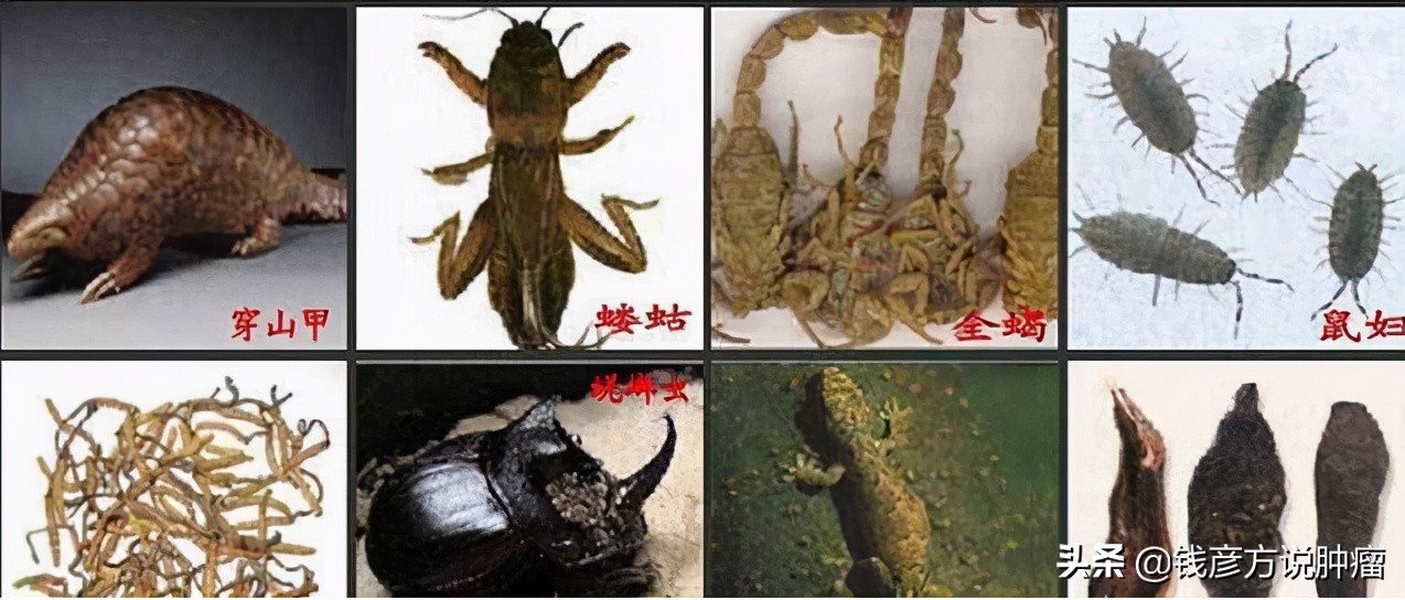 靶向治疗肺癌的中药,靶向药治疗肺癌中期成功率有多大