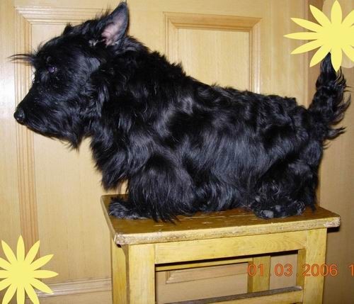 这几种高颜值狗狗你认识哪些,盘点最靠谱的狗狗看看你知道几种