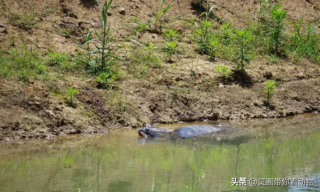斑鳖即将灭绝人工克隆,全球仅剩3只斑鳖