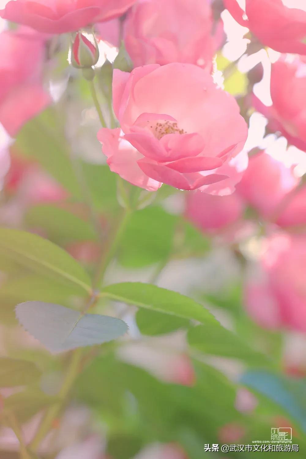 2019年4月武汉赏花攻略,武汉秋季赏花推荐最新