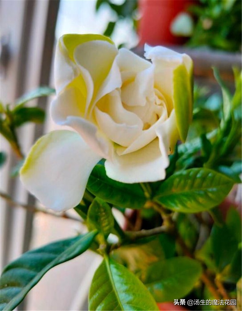 三招让你开爆花,栀子花如何快速爆花