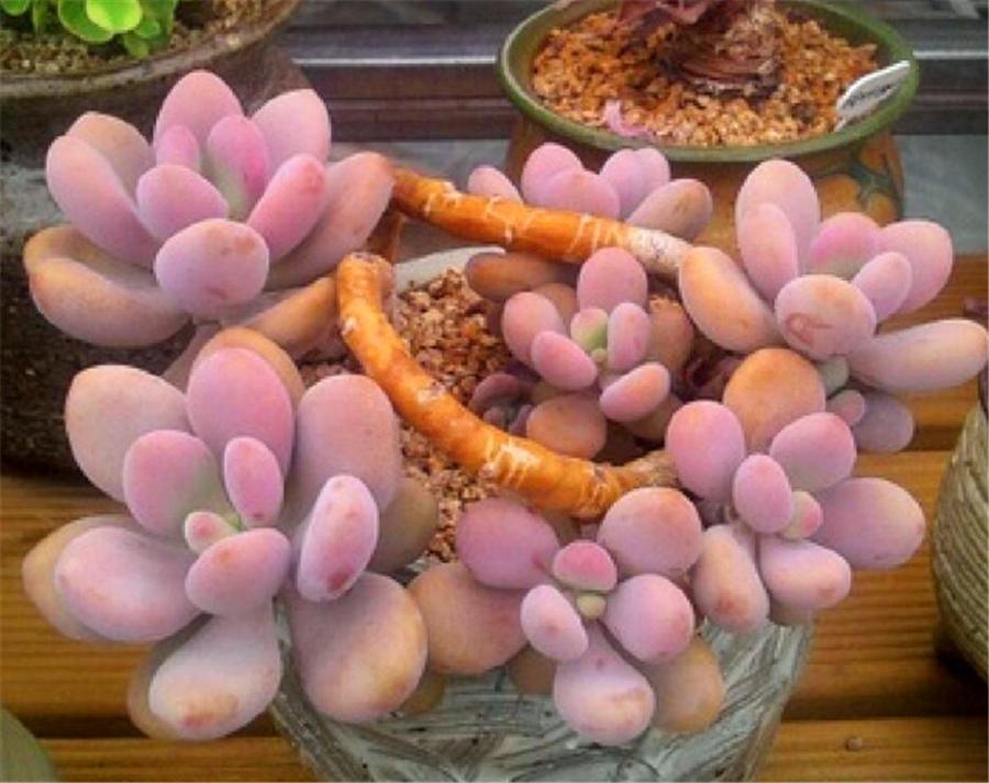 桃蛋叶片鼓起来透明怎么办,桃蛋叶片发白怎么回事