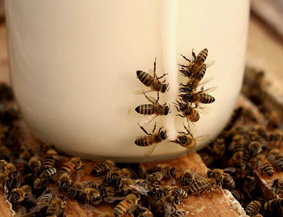蜂蜜结晶好还是不结晶好枣花蜜,天冷蜂蜜结晶的好还是不结晶的好