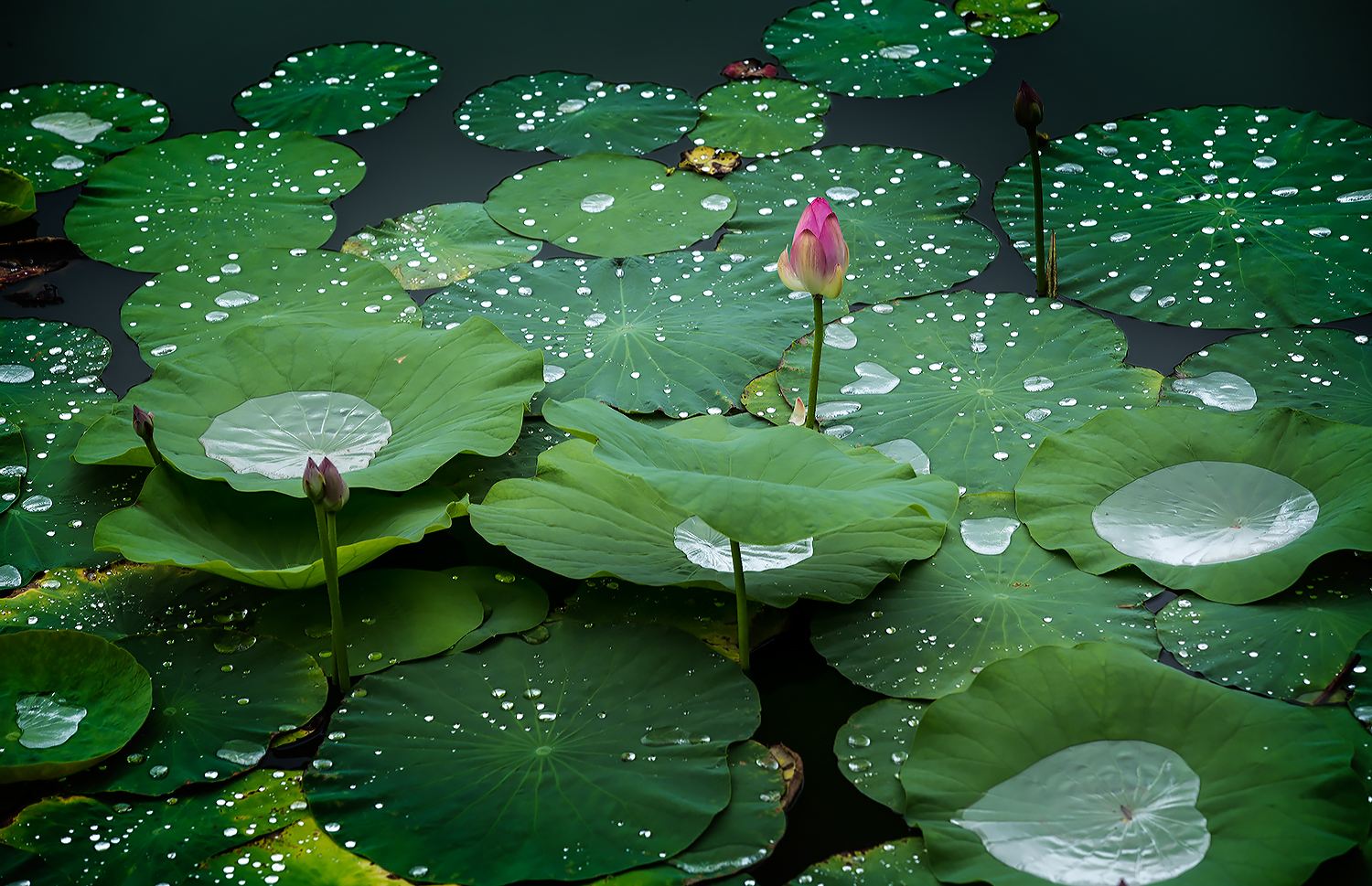 三句与荷花有关的诗句,关于荷花的优美诗句古诗