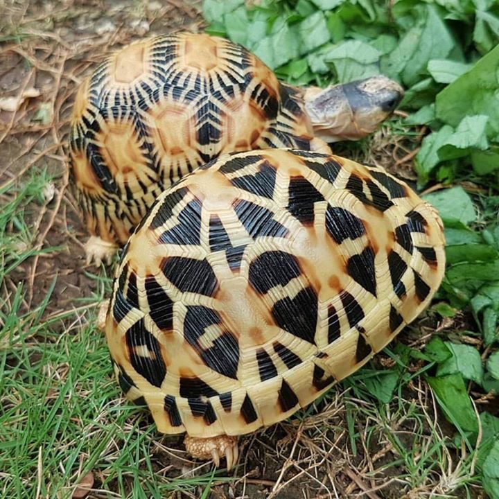 印度星陆龟能养吗,印度星陆龟如何养