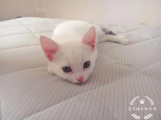 猫咪体外驱虫最好的药是什么,猫咪体外驱虫用什么药好