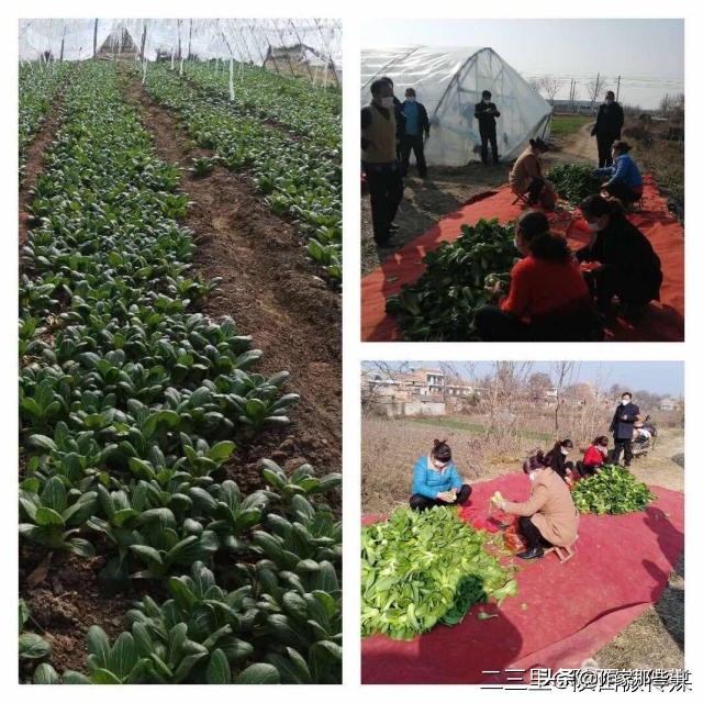 扶风杏林菊花村,宝鸡扶风杏林菊花村
