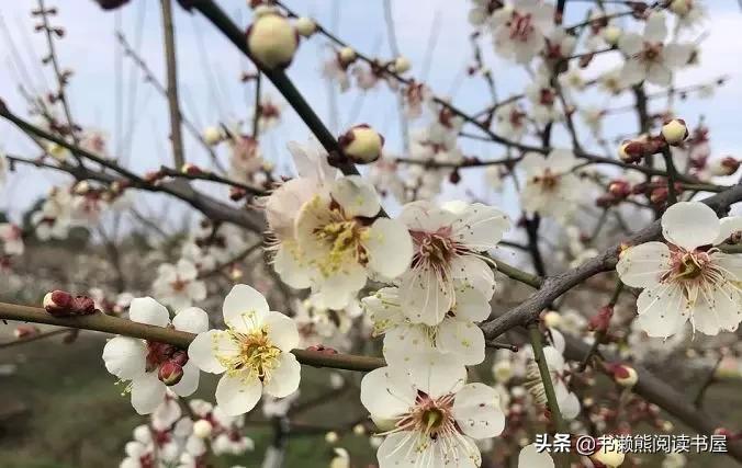 除了唐诗,中国青梅也被日本当成了宝