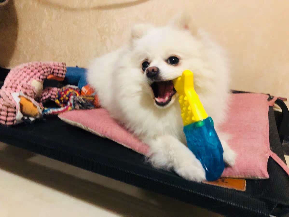 降温神器狗,夏季给狗降温神器