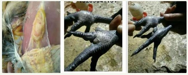 雏鸡感染滑液囊支原体初期症状,滑液囊支原体对产蛋性能的影响