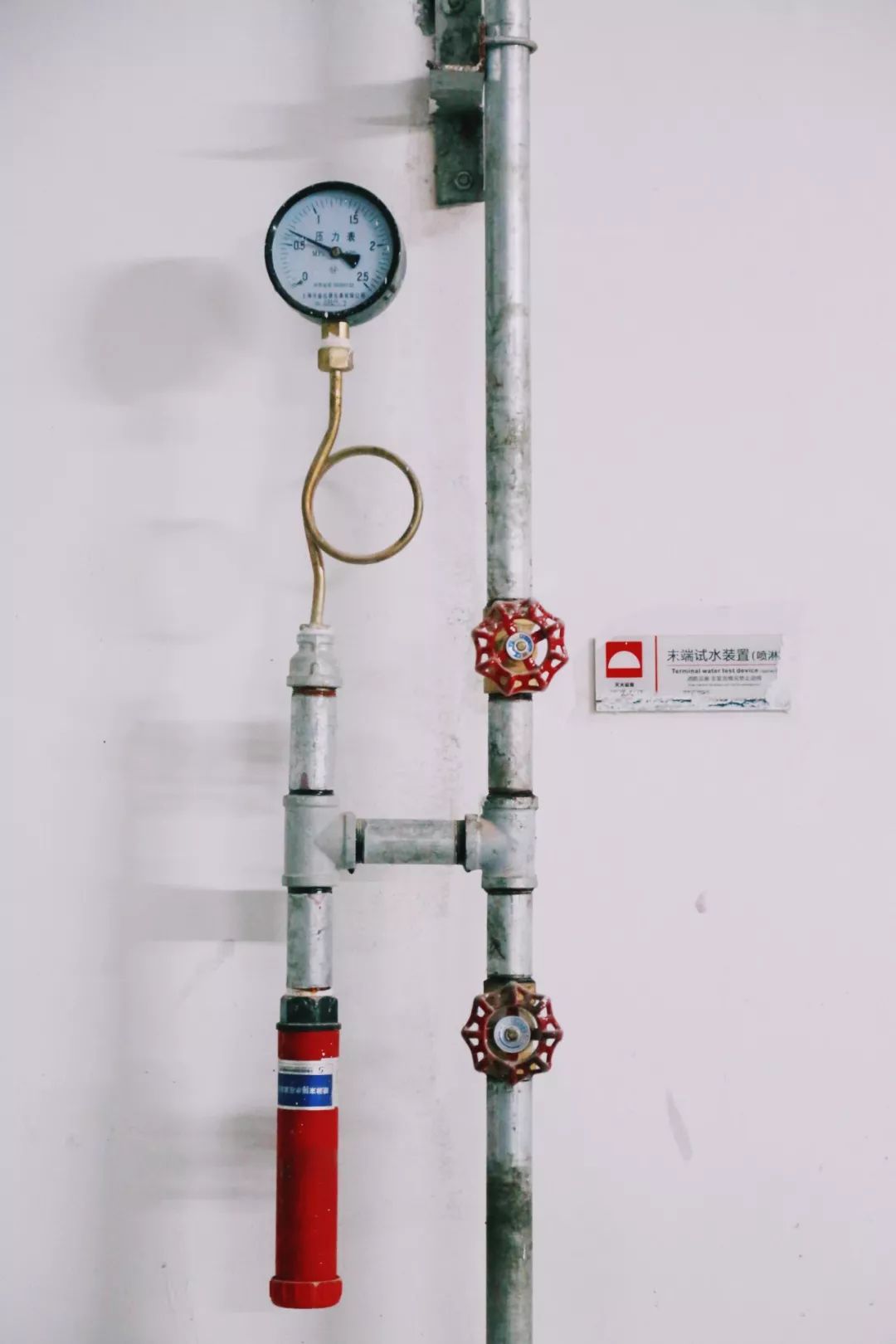 在江夏，我遇见了青松