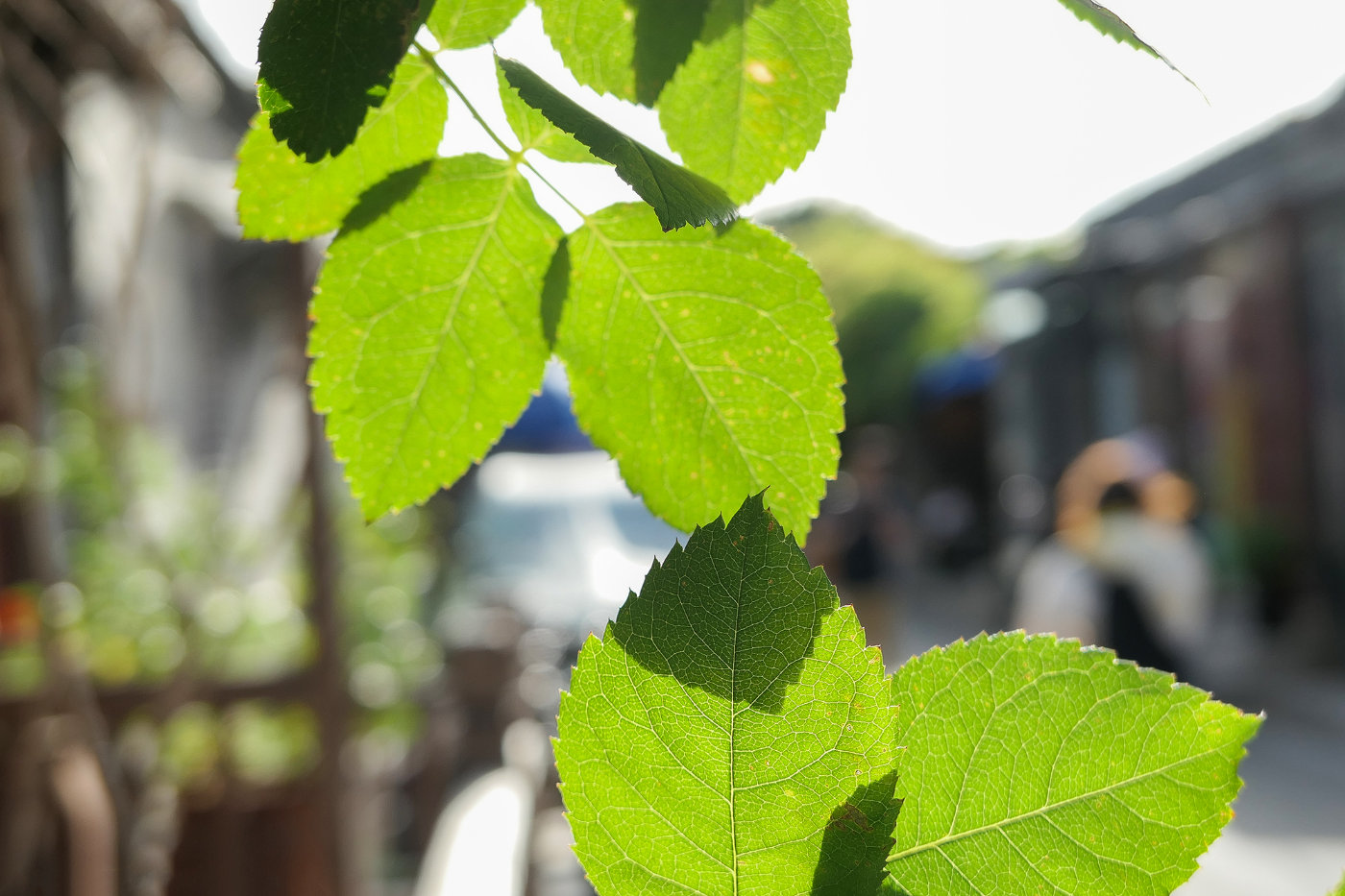 松下街拍视频,松下lx10翻新