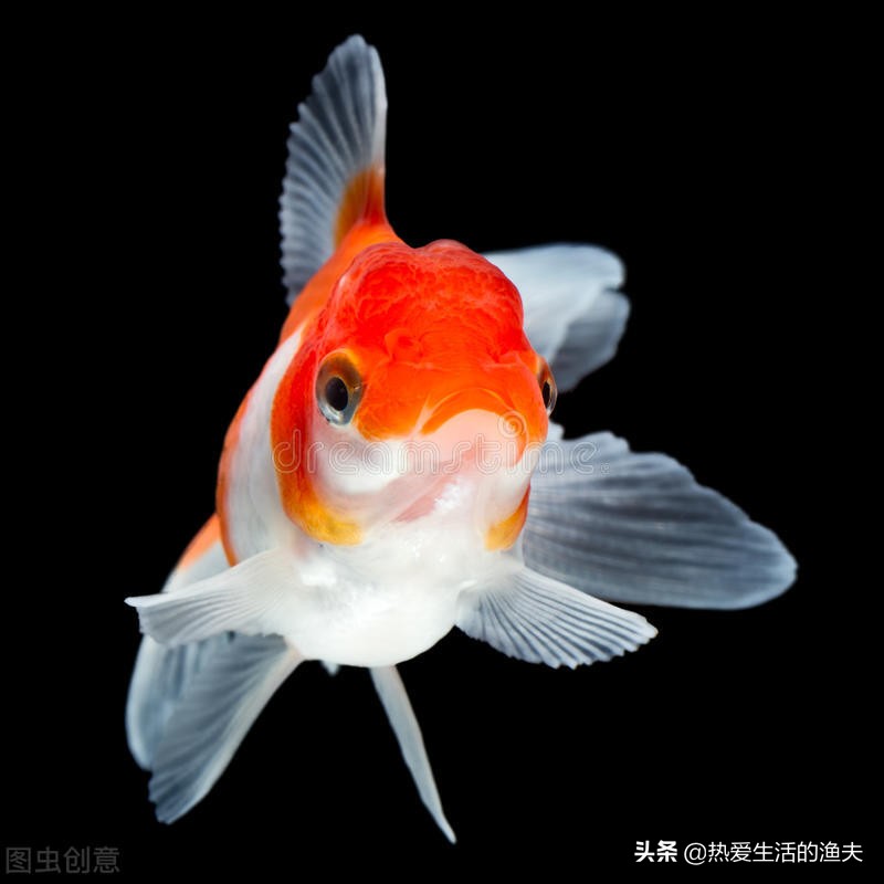 金鱼产卵后多久可以换水,金鱼产卵自己吃掉怎么办