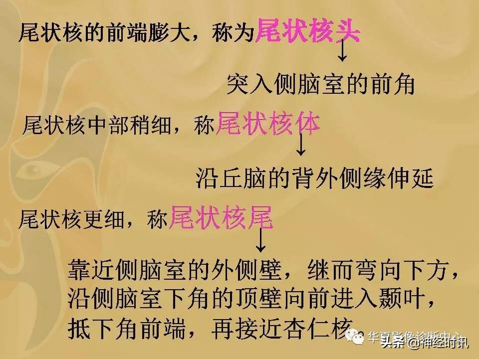 基底节ct解剖示意图,影像解剖图谱怎么用