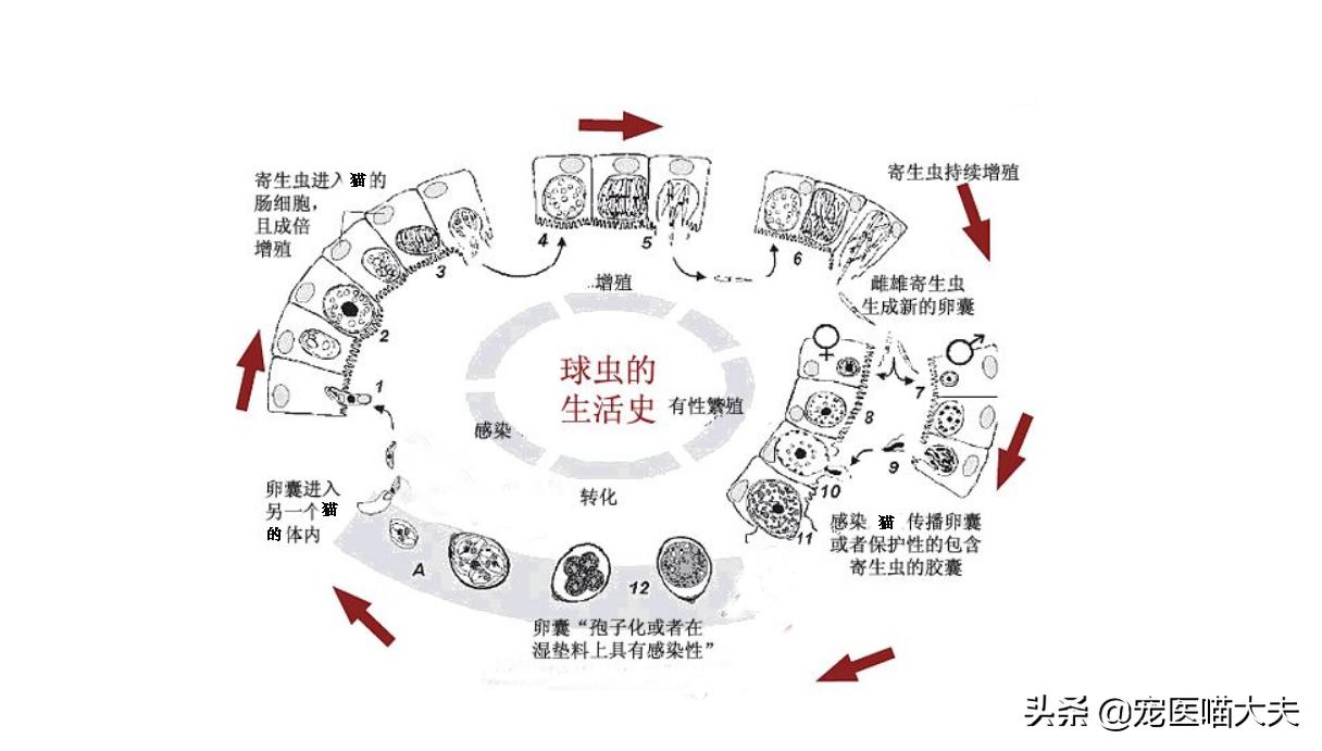 猫咪怎么预防毛球症,猫咪健康口腔知识分享