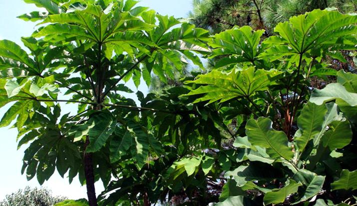 大通草的种植技术与病虫害的防治,大通草种子种植全过程