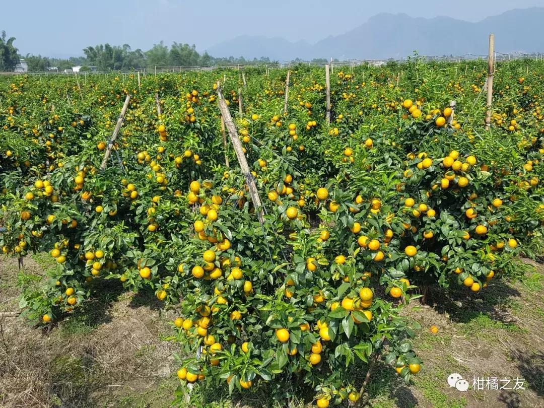 想要柑橘甜又美全年得补硼钙镁,想要柑橘膨大得快用什么肥料