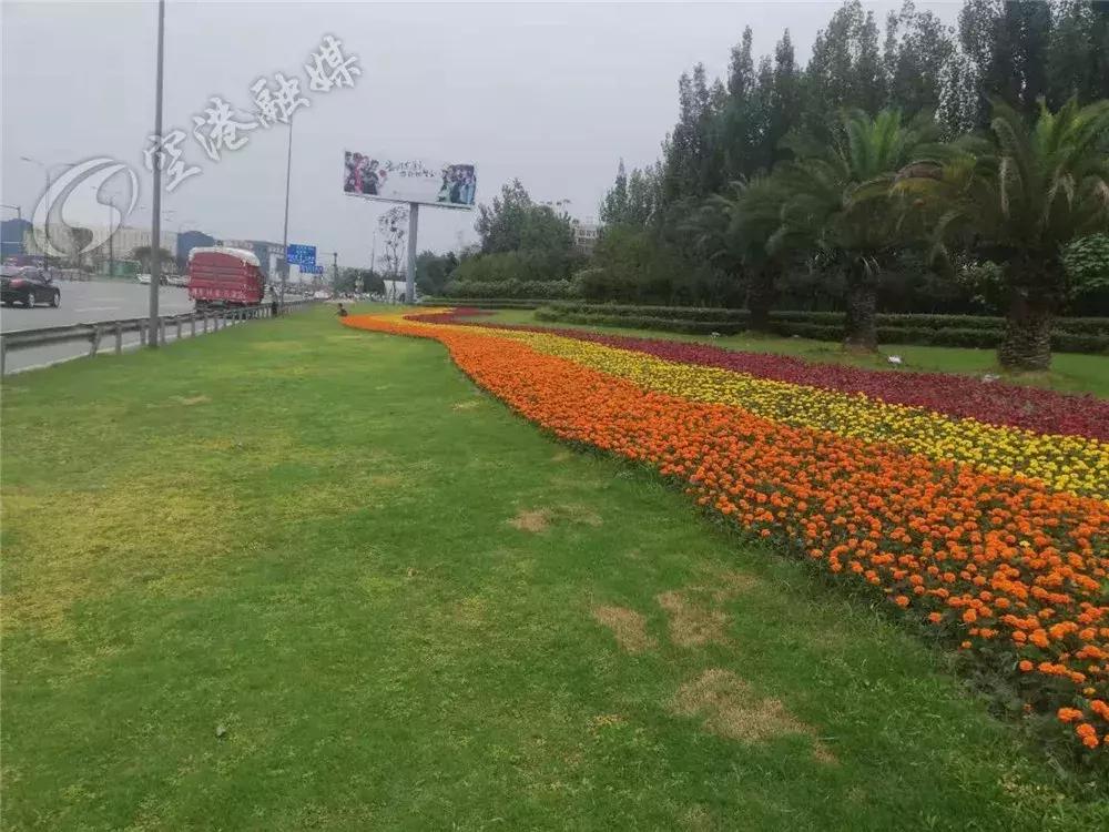 双流最近花海,双流二月花海
