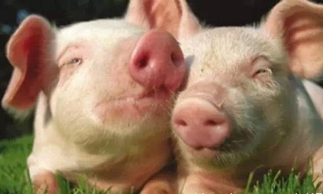 肥猪的养殖方法,肥猪的养殖方法有哪些