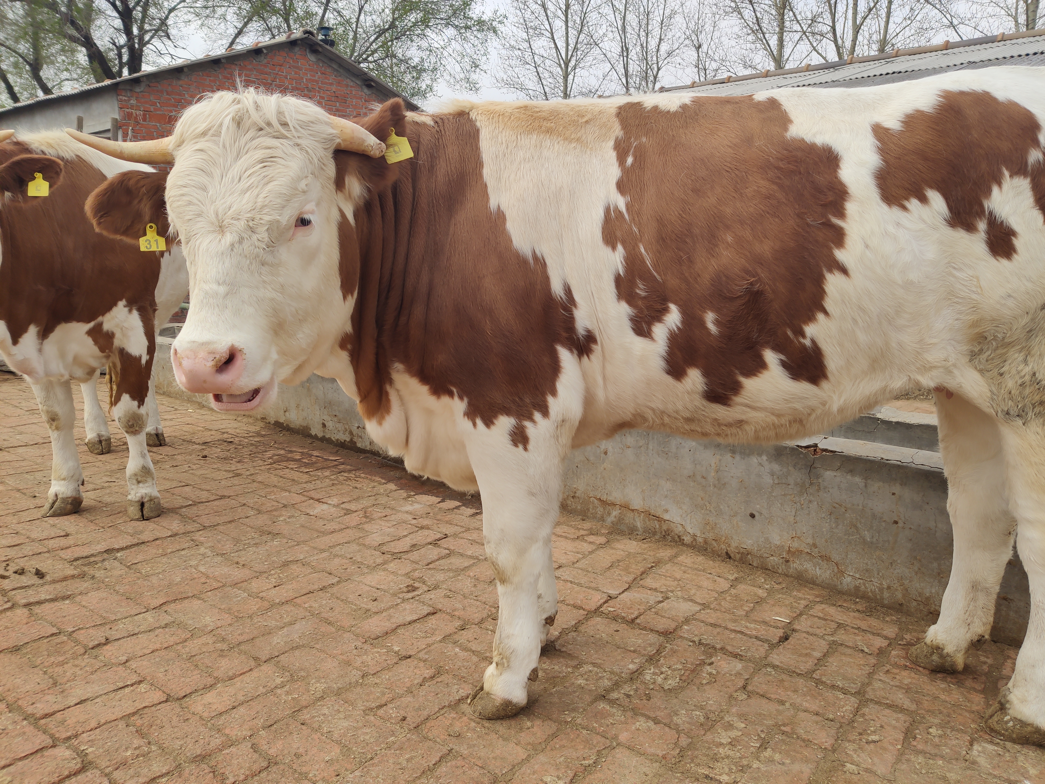 怎么预防母牛胎衣不下,母牛弱胎怎么解决