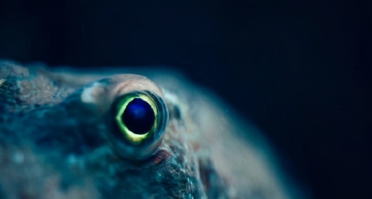 科学家推测章鱼是外星物种,誉为地球上最像外星人的生物章鱼