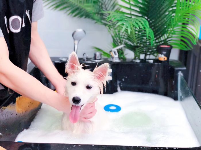 萨摩耶有体臭吗,萨摩耶犬体臭重吗