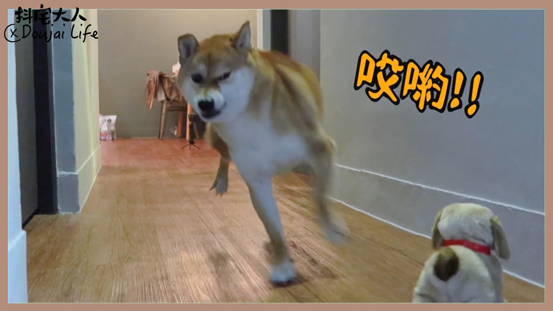 胆小柴犬遇神秘东西秒被吓跑　吓到脸歪、弹起反应笑翻网民