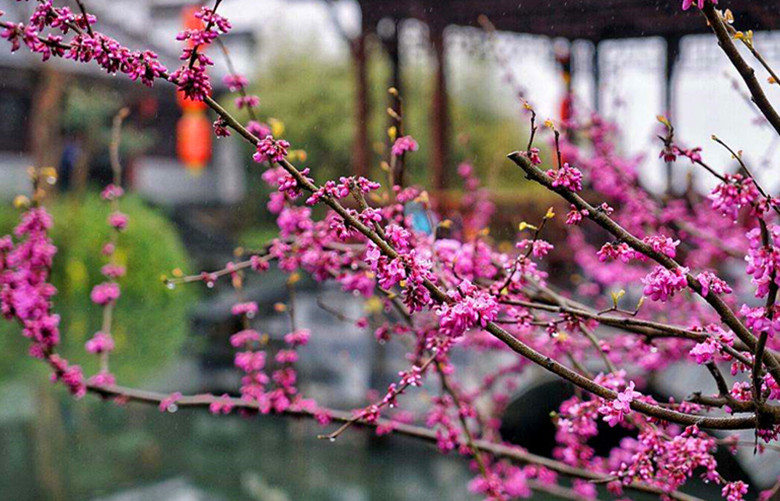 正官坐下食神如何取象,食神取象是什么意思