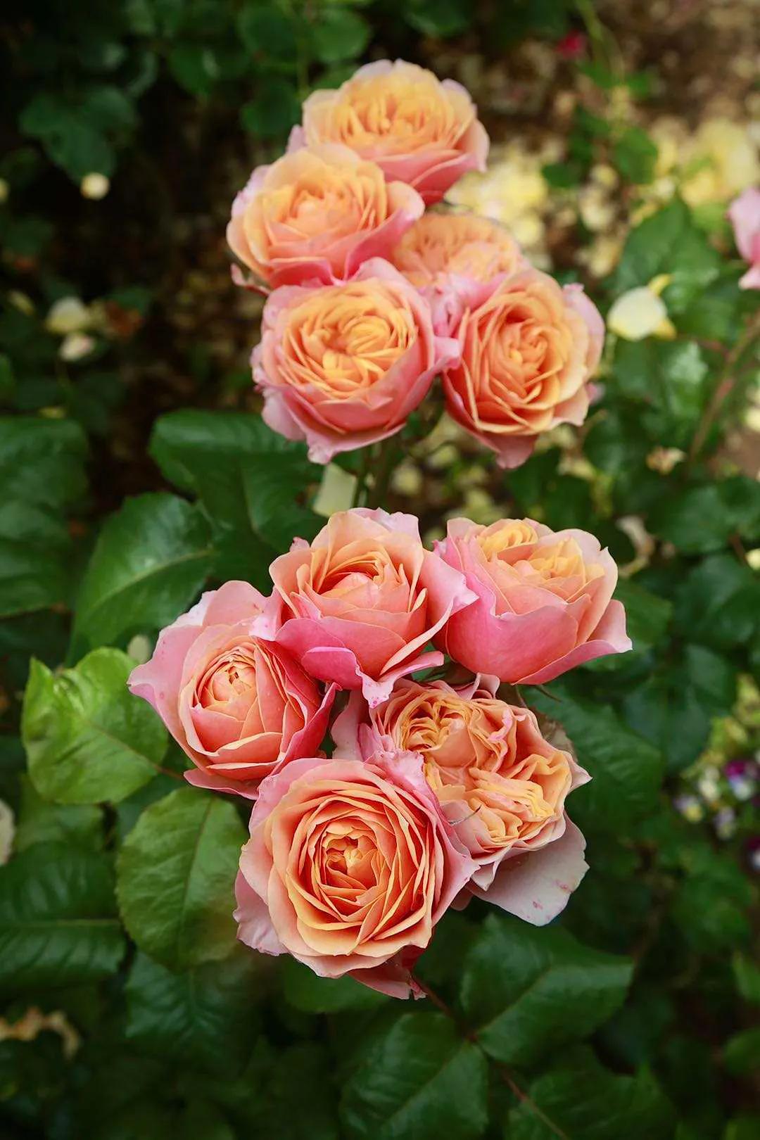 北方一年四季都开花的花园,东北花园四季开花植物